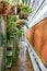 Lush Greenhouse Walkway with Tropical Orchids and Foliage, Eye-Level View