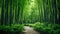 Lush greens and strong vertical lines of trees in a bamboo grove