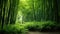 Lush greens and strong vertical lines of trees in a bamboo grove