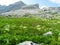 Lush high mountain alpine meadow