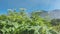 Lush hogweed grows in the valley.