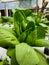 Lush Home Hydroponics: Thriving Gardens within the Comfort of Your House