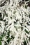 Lush inflorescence of a bush white Spirea