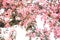 Lush inflorescence of pink sakura