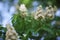 Lush inflorescences of a chestnut tree