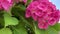 Lush inflorescences of pink hydrangea