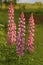 Lush inflorescences of pink lupine