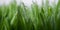 Lush juicy green grass in the meadow with water dew drops. macro close-up, panorama. A beautiful artistic image of the purity and