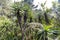 Lush jungle at Blyde River Canyon, South Africa