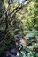 Lush jungle setting featuring an abundance of tropical plants. New Zealand.