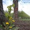 A lush landscape of natures beauty, with a single flowering plant and tall tree trunk standing proud in the view. Fresh growth