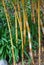 Lush landscape of vibrant bamboo plants growing alongside other lush foliage