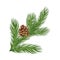 Lush larch branch with a ripe brown cone. Vector illustration.