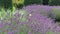 Lush large lavender bushes with purple flowers