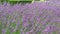 Lush large lavender bushes with purple flowers