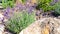 Lush lavender bush close-up with copy space. Mediterranean style garden with aromatic lavender. Raw materials for the production