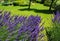 Lush lavender Bush with purple flowers