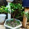 Lush leafy banyan tree in a pot to make a bonsai tree