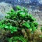 Lush leafy banyan tree in a pot to make a bonsai tree