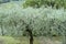 Lush leafy branches of olive tree in olive grove, Italy