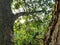 A lush leafy oak tree in the afternoon sun