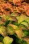 Lush leaves of nature\'s Coleus plants