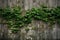 Lush Leaves on Rustic Wood: An Artistic Dance of Nature and Time