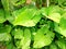 the lush leaves of the taro plant