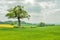 Lush looking crops on a spring day in the English countryside.