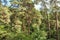 Lush looking tree canopy in the English countryside.