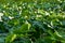 Lush lotus leaves and lotus in lotus pond in summer