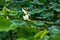 Lush lotus leaves and lotus in lotus pond in summer