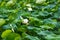 Lush lotus leaves and lotus in lotus pond in summer