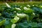 Lush lotus leaves and lotus in lotus pond in summer