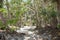 Lush Mangrove Forest Path