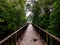 Lush mangrove swamp forest near the Mangrove Point of the Klang River.