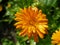 Lush Marigold with droplets