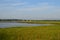 Lush Marsh Grass Bordering Duxbury Bay