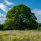 Lush meadow blooms with life, anchored by a majestic green tree