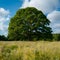 Lush meadow blooms with life, anchored by a majestic green tree