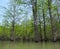 Lush metasequoia forest, a pleasant summer