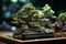 Lush miniature tree on wooden table, bridging nature and interior aesthetics