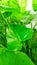 Lush Monstera Deliciosa Leaf - Green Tropical Foliage Photography