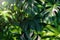 Lush Monstera Deliciosa Leaves Basking in Sunlight with Rich Green Tones