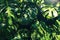 Lush Monstera Deliciosa Leaves Basking in Sunlight with Rich Green Tones