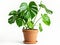 Lush Monstera Plant in a Clay Pot