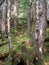 Lush moss carpets the forest floor near Cordova Alaska