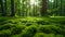 Lush moss on forest floor