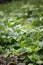 Lush mung bean seedlings in farm