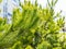 Lush natural foliage of pine tree in city